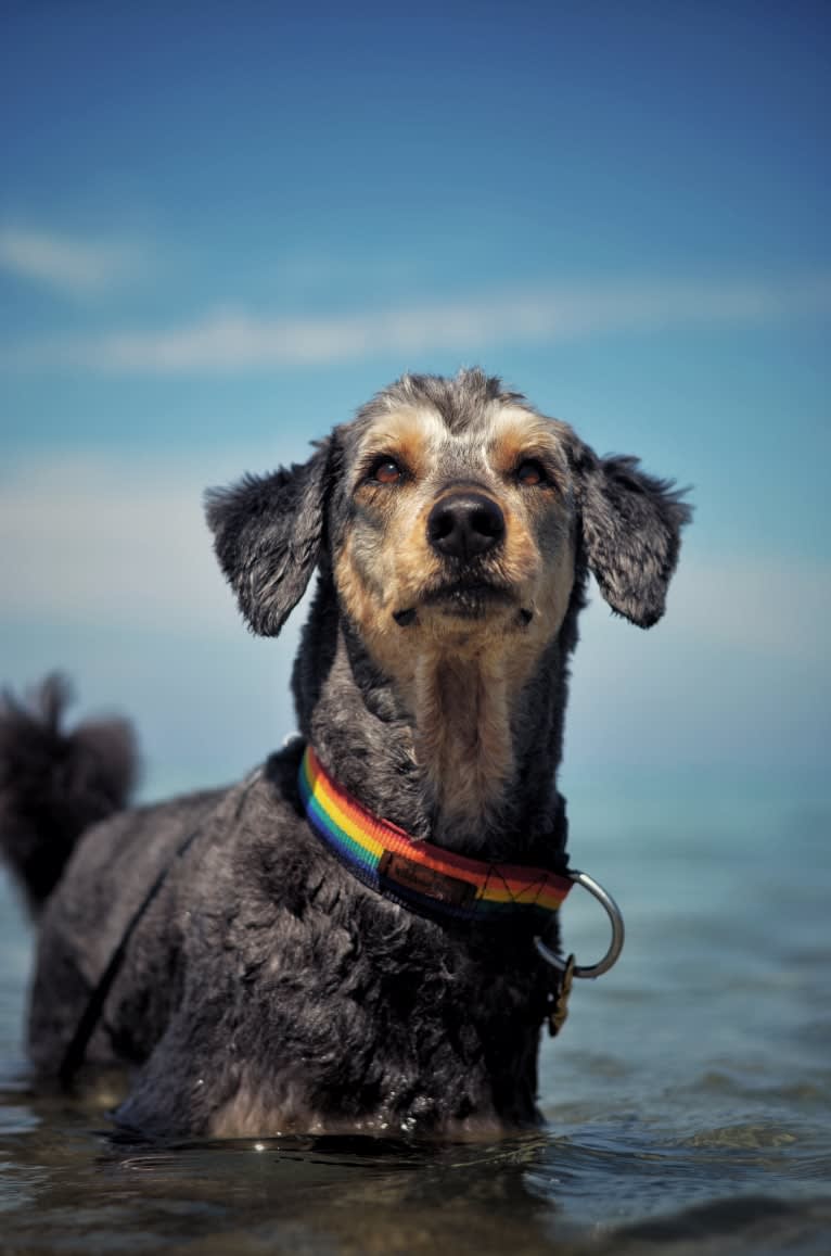 Hayley, an Aussiedoodle tested with EmbarkVet.com