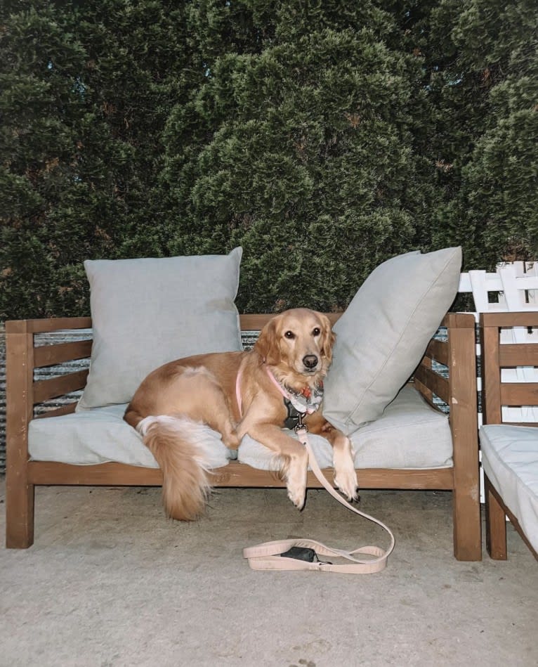 Marley, a Golden Retriever tested with EmbarkVet.com