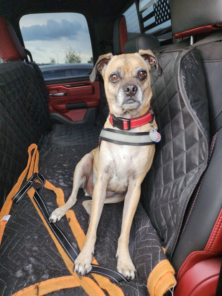Obelius, a Pug and Chihuahua mix tested with EmbarkVet.com