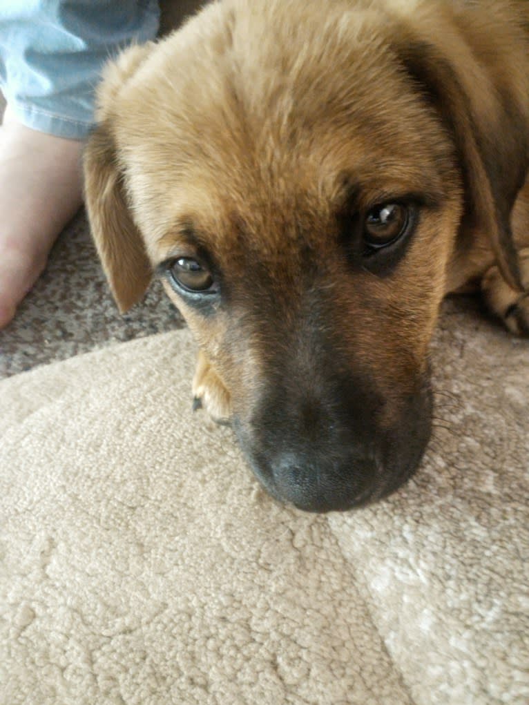 Cody, a Basset Hound and Australian Cattle Dog mix tested with EmbarkVet.com