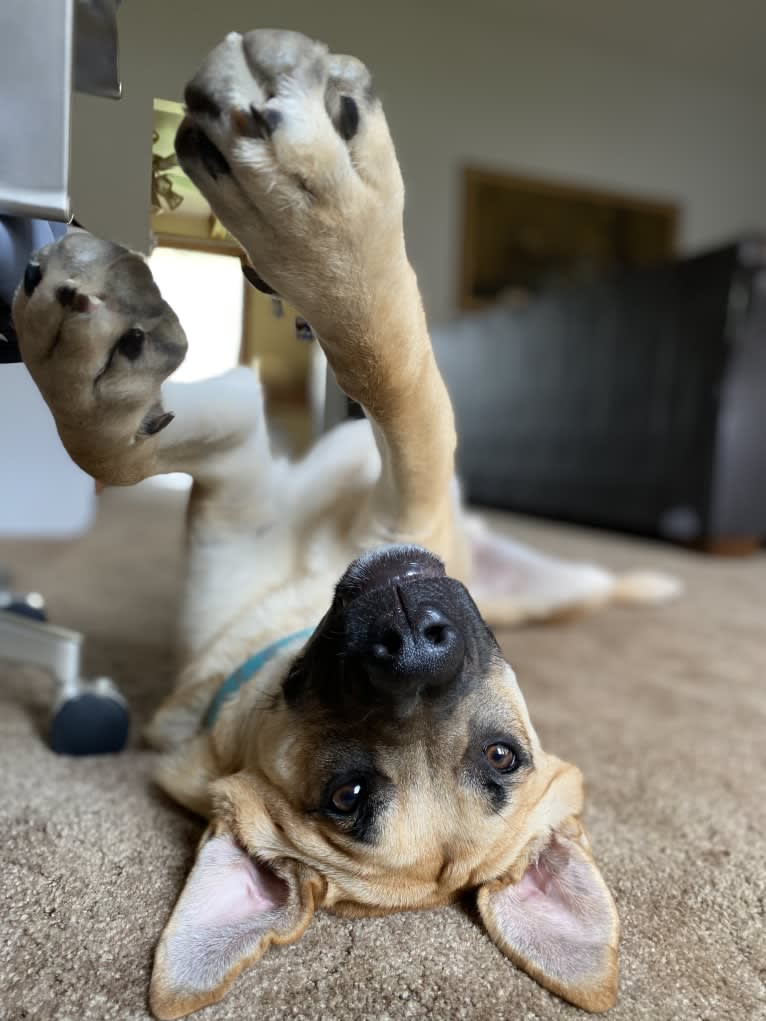 Link, a German Shepherd Dog and Boxer mix tested with EmbarkVet.com