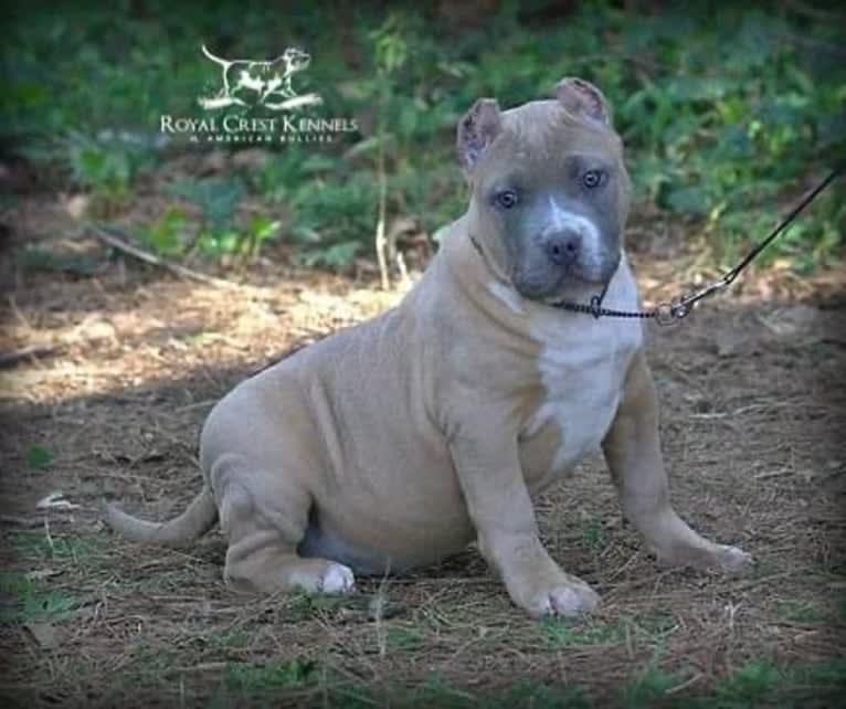 WHITLEY, an American Bully tested with EmbarkVet.com