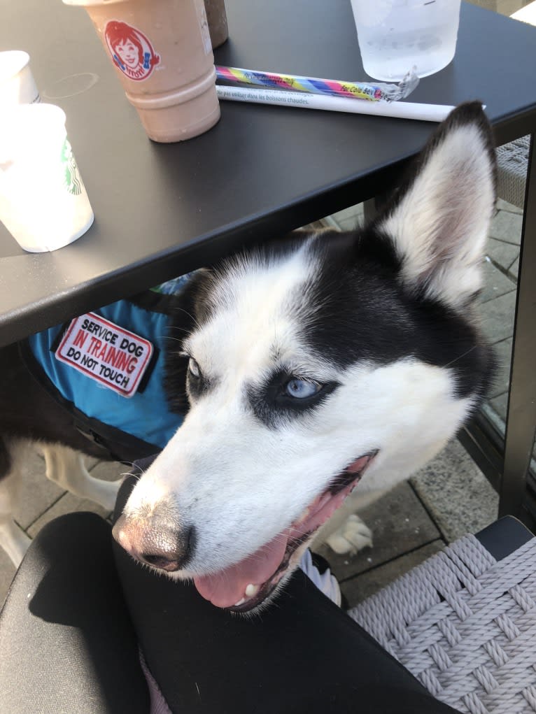 Peppermint, a Siberian Husky tested with EmbarkVet.com