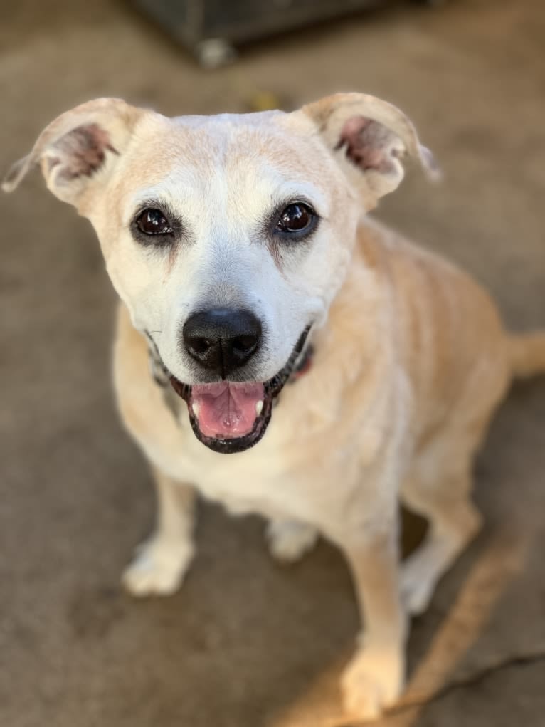 Roxie, a Boxer and Brittany mix tested with EmbarkVet.com