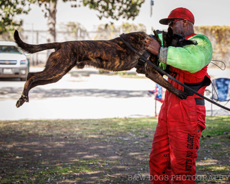 Static, a Dutch Shepherd tested with EmbarkVet.com