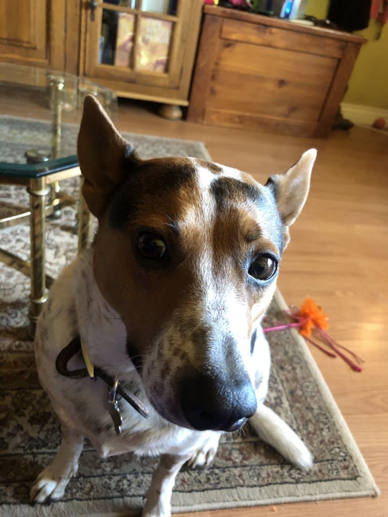 Sadie, an Australian Cattle Dog and Border Collie mix tested with EmbarkVet.com