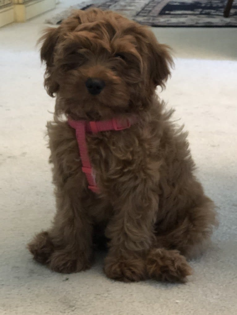 Scout Lee, a Cavapoo tested with EmbarkVet.com