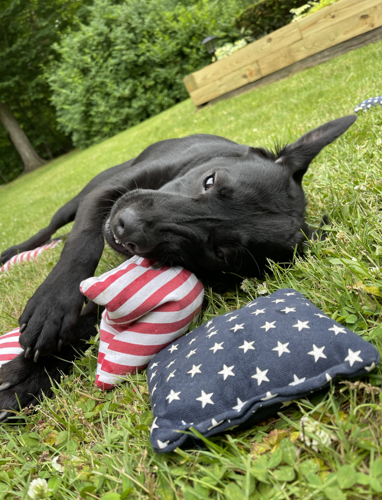 Bode, a Labrador Retriever and American Pit Bull Terrier mix tested with EmbarkVet.com