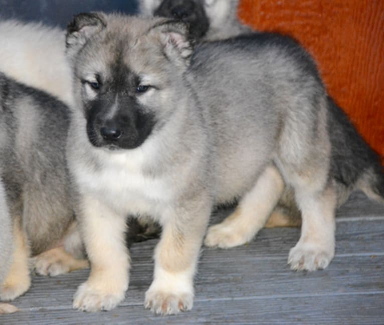 Murdoch, an Alaskan Malamute and German Shepherd Dog mix tested with EmbarkVet.com