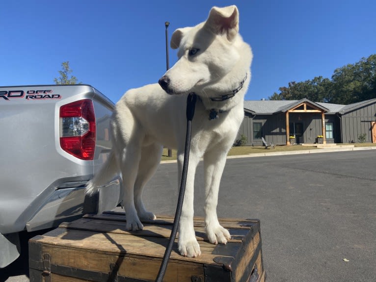Dash, a Gerberian Shepsky (12.7% unresolved) tested with EmbarkVet.com
