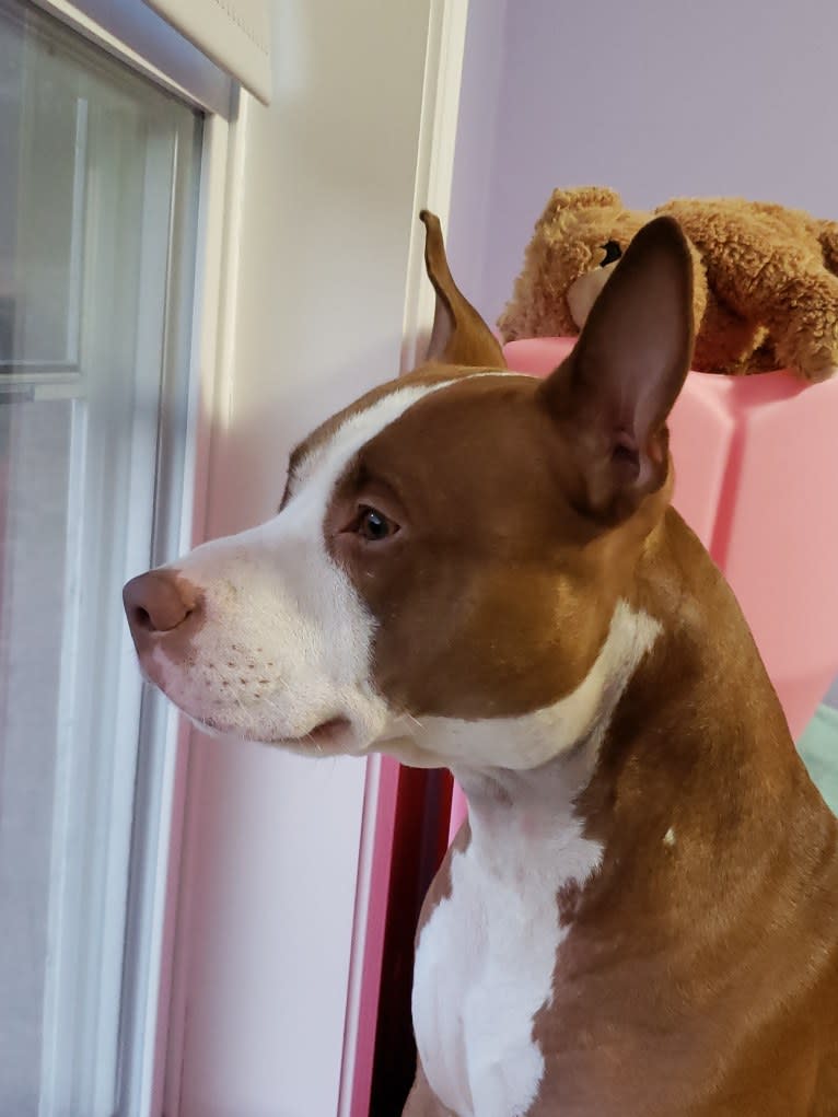 Photo of Luca, an American Pit Bull Terrier  in Lebanon, Connecticut, USA