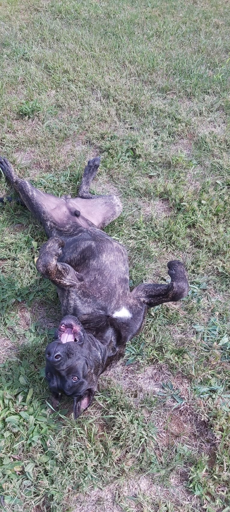 Lucifer, a Perro de Presa Canario tested with EmbarkVet.com