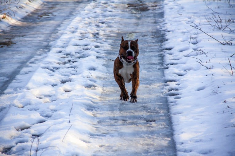 Loki, an American Pit Bull Terrier (4.7% unresolved) tested with EmbarkVet.com