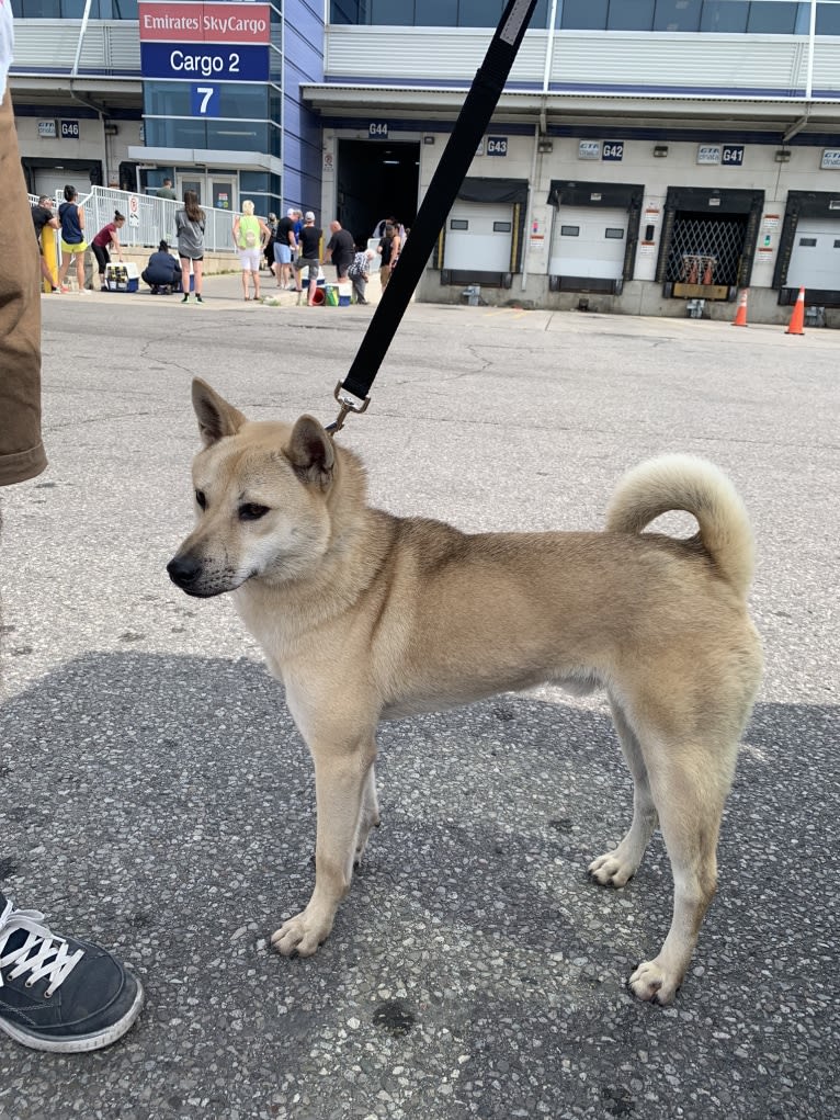 Halo, a Vietnamese Village Dog tested with EmbarkVet.com