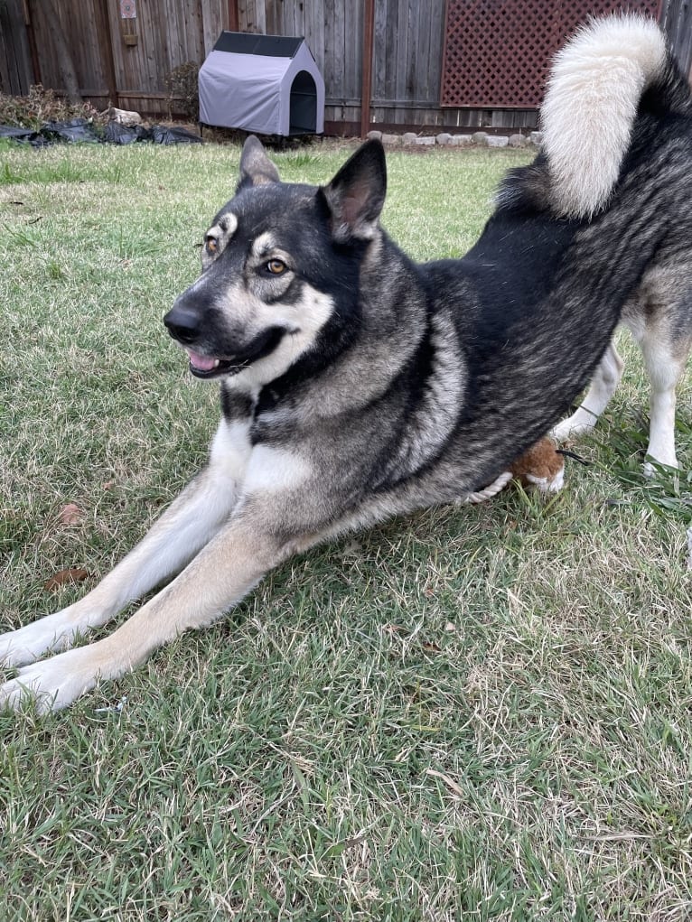 Gizmo, a Siberian Husky and German Shepherd Dog mix tested with EmbarkVet.com