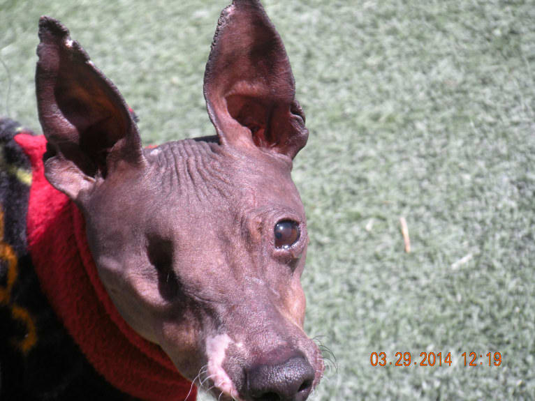 Lacie, an American Hairless Terrier tested with EmbarkVet.com
