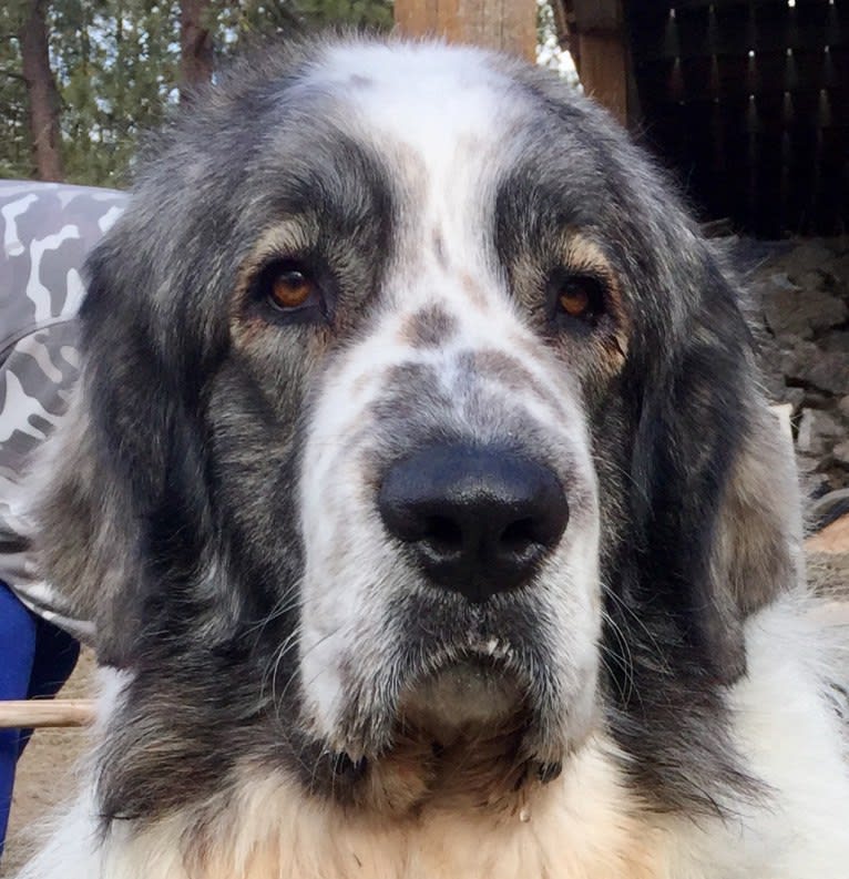 Chewbacca, a Pyrenean Mastiff tested with EmbarkVet.com