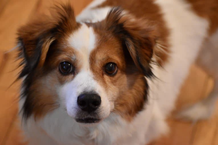 Cooper, an Australian Cattle Dog and Shih Tzu mix tested with EmbarkVet.com