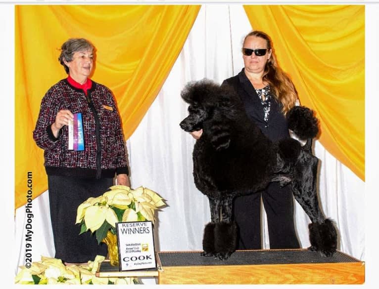 Photo of Cash's Black Ring of Fire, a Poodle (Standard)  in Galt, CA, USA