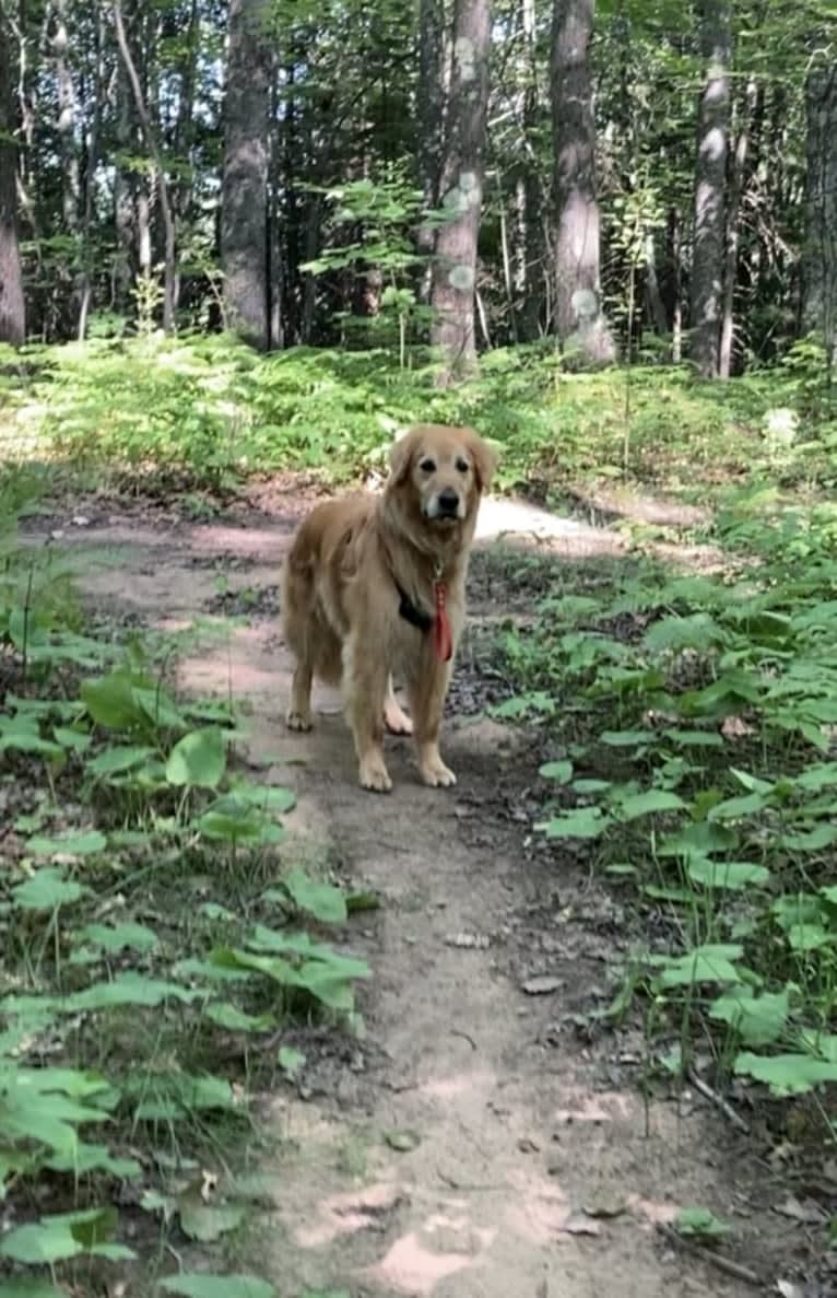 Timber “Gross Manor’s I’ll Be The One You Won’t Forget”, a Golden Retriever tested with EmbarkVet.com