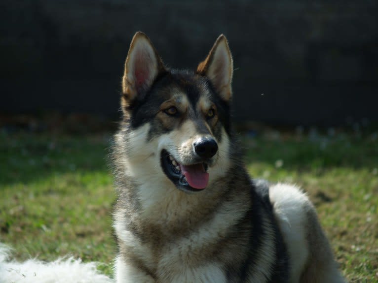 Kalen, a German Shepherd Dog and Siberian Husky mix tested with EmbarkVet.com