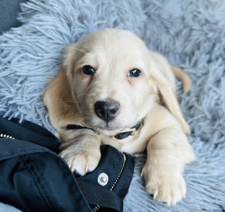 Amadeus, a Dachshund tested with EmbarkVet.com