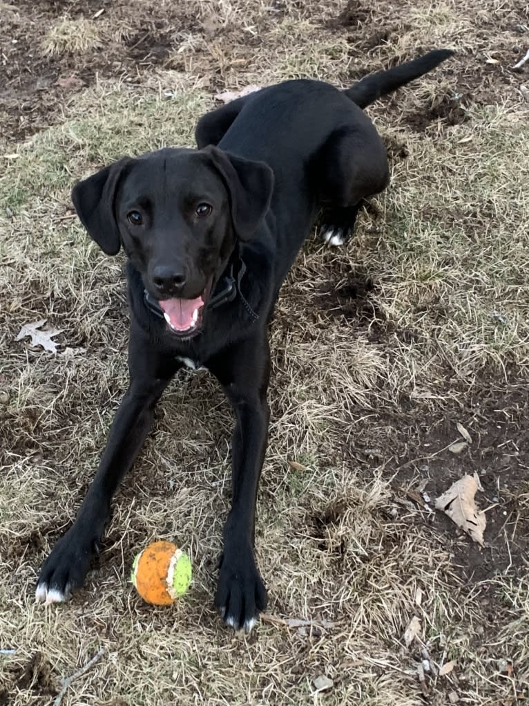 Suki, a Golden Retriever and Labrador Retriever mix tested with EmbarkVet.com