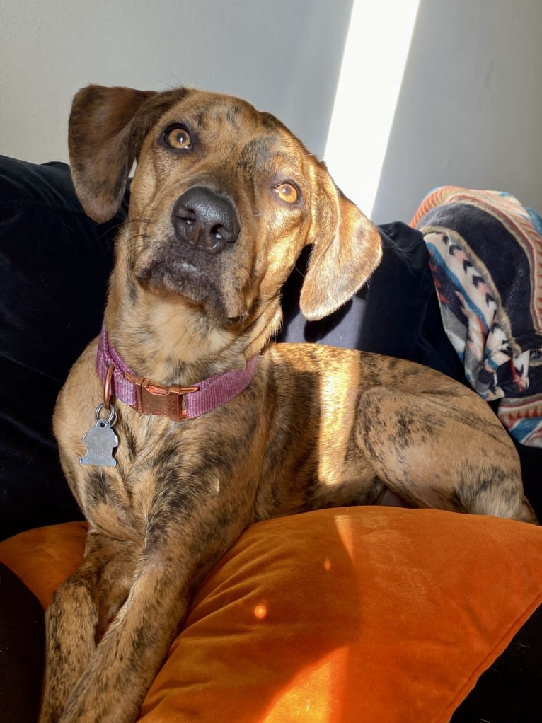 Lyza, a Catahoula Leopard Dog and American Pit Bull Terrier mix tested with EmbarkVet.com