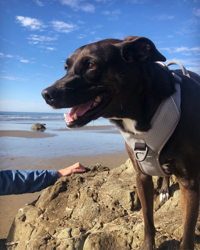 Riley, a Mountain Cur and Rat Terrier mix tested with EmbarkVet.com