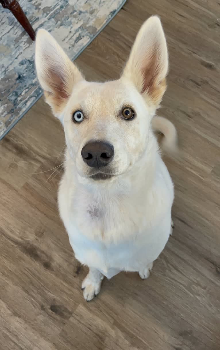 Princess Luna Rose, an Australian Cattle Dog and Siberian Husky mix tested with EmbarkVet.com