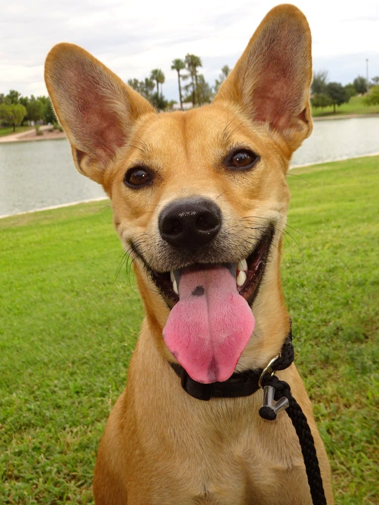 Bean, a Chow Chow and Chihuahua mix tested with EmbarkVet.com