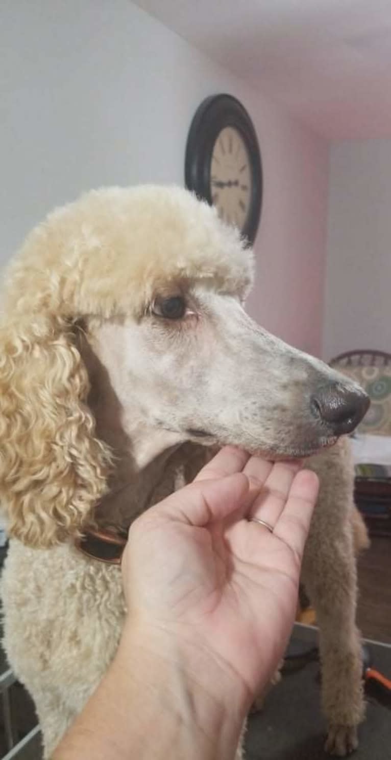 Denali, a Poodle (Standard) tested with EmbarkVet.com