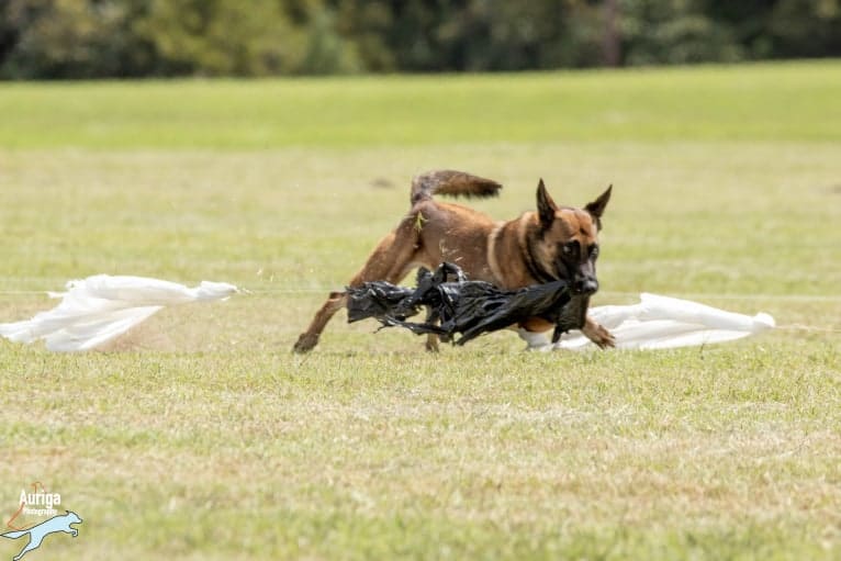 Elle, a Belgian Shepherd tested with EmbarkVet.com