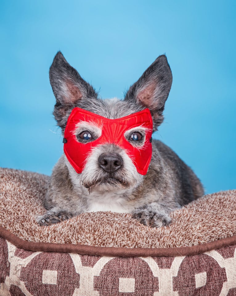 Pan, a Boston Terrier and Poodle (Small) mix tested with EmbarkVet.com