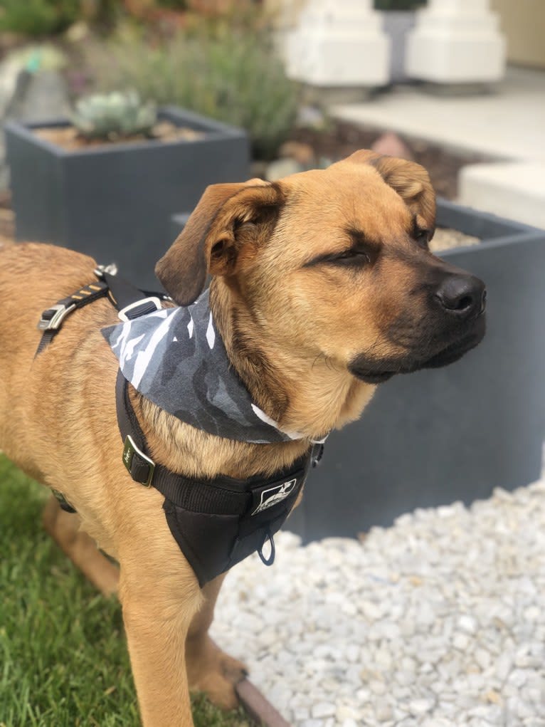 Mocha Chino, a Rottweiler and German Shepherd Dog mix tested with EmbarkVet.com