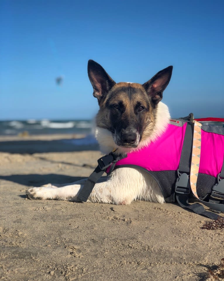 Eris, a German Shepherd Dog and Chow Chow mix tested with EmbarkVet.com