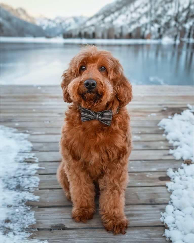 Kingsley, a Goldendoodle tested with EmbarkVet.com