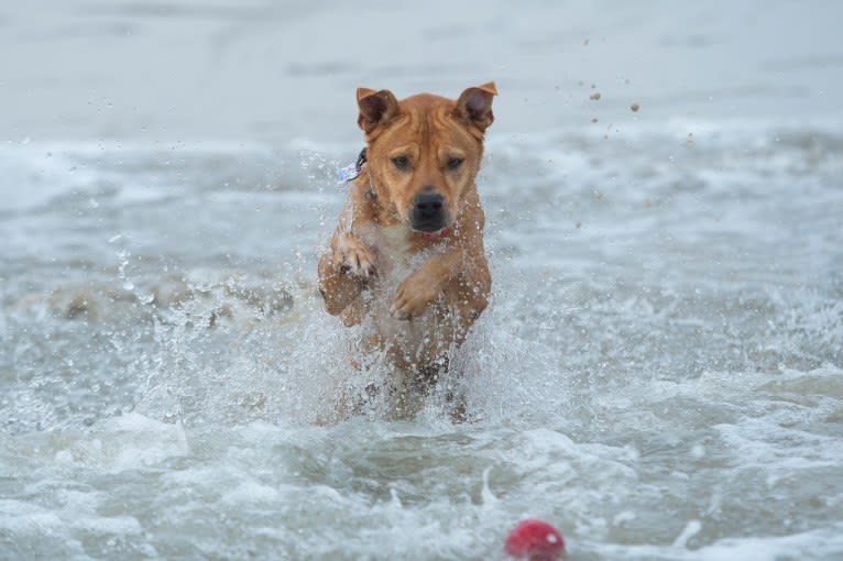 Dana, an American Pit Bull Terrier and Chow Chow mix tested with EmbarkVet.com