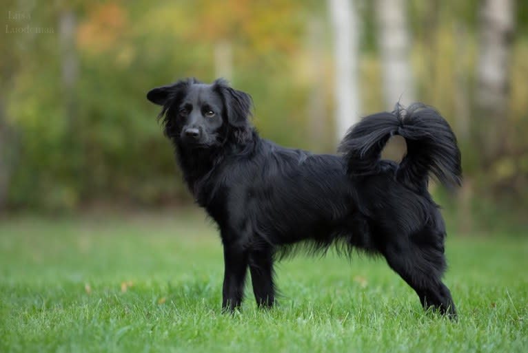 Ingo, a Markiesje tested with EmbarkVet.com