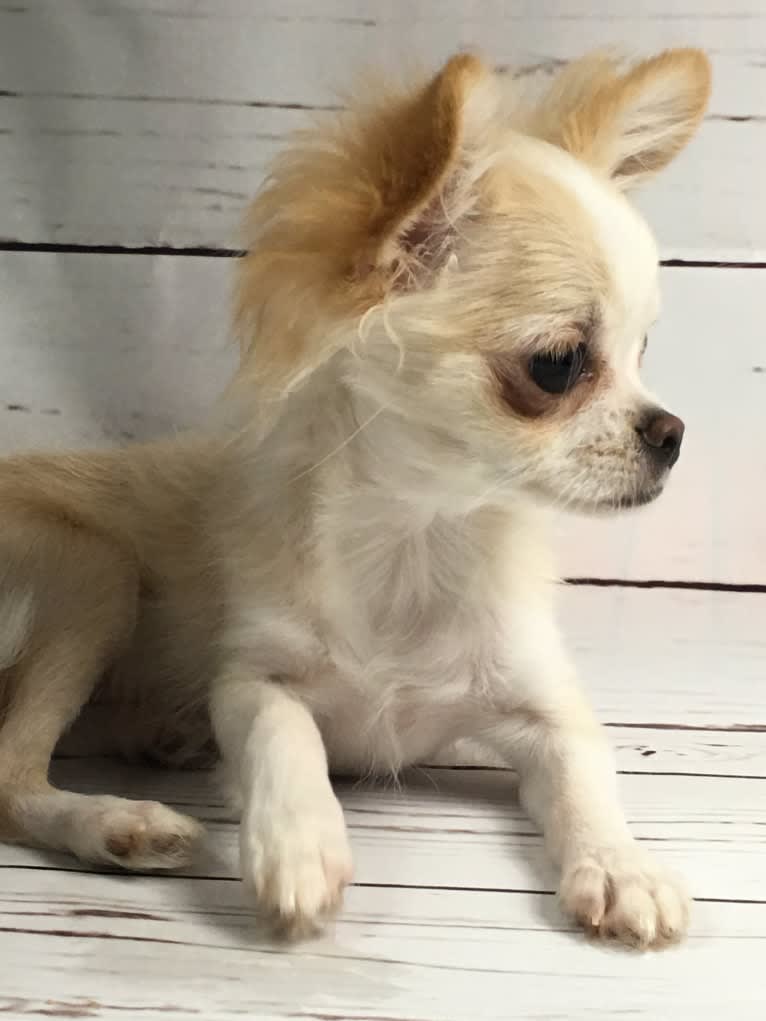Willow, a Chihuahua tested with EmbarkVet.com