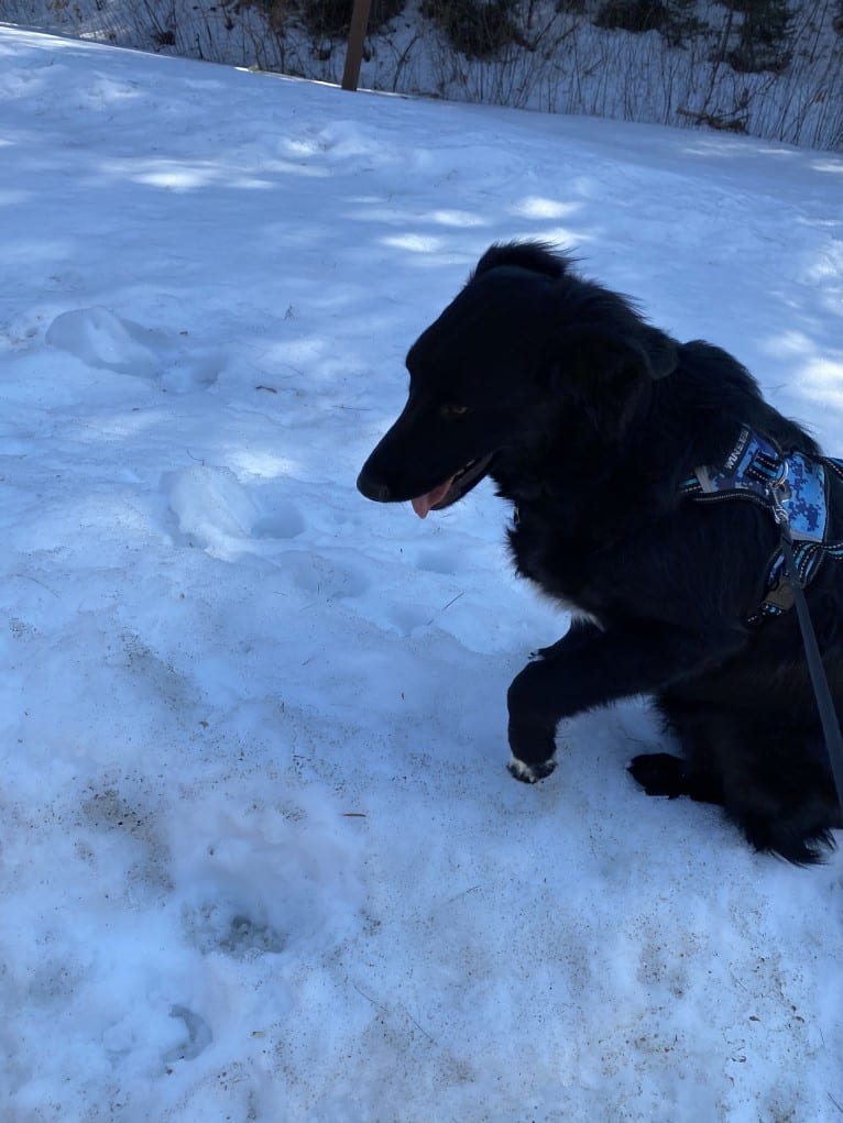 Care Bear Ross, a Labrador Retriever and Australian Cattle Dog mix tested with EmbarkVet.com