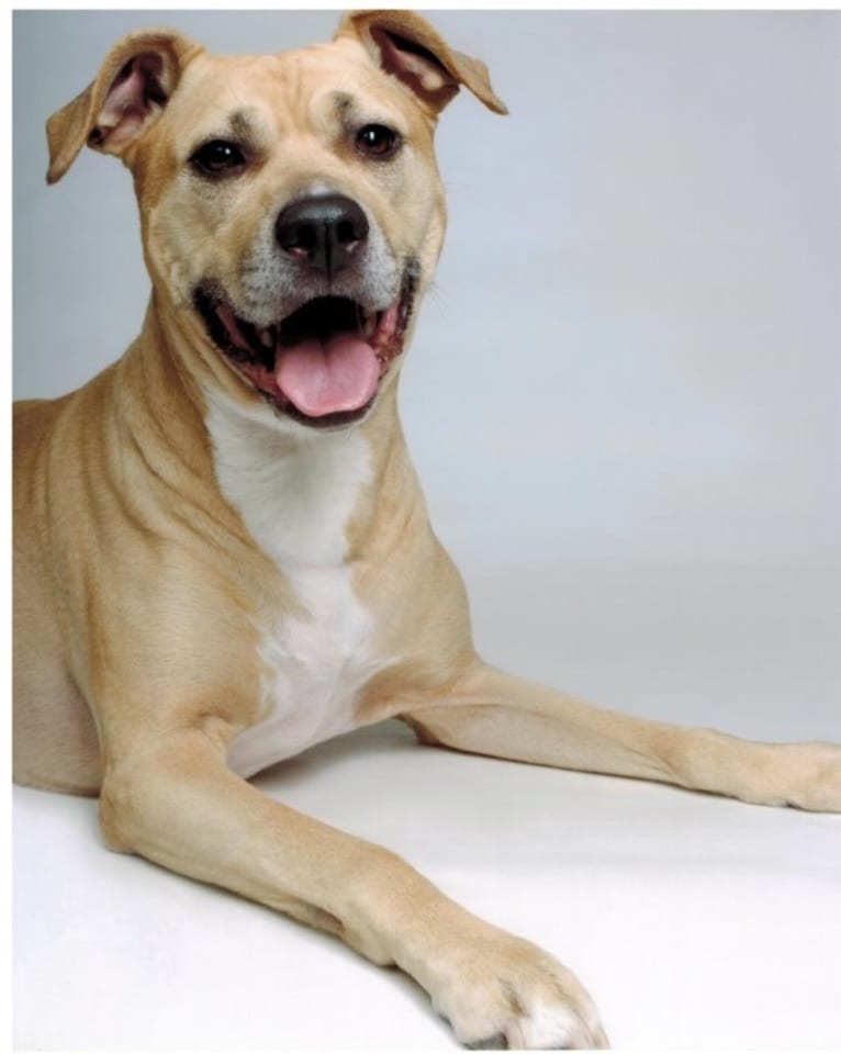 Sandy, an American Pit Bull Terrier and Cane Corso mix tested with EmbarkVet.com