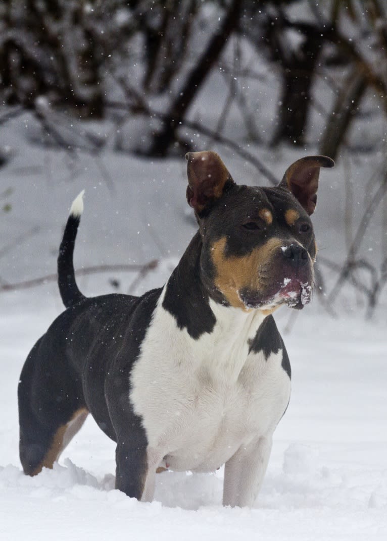 Letty von Wigglebottom, an American Bully and American Pit Bull Terrier mix tested with EmbarkVet.com