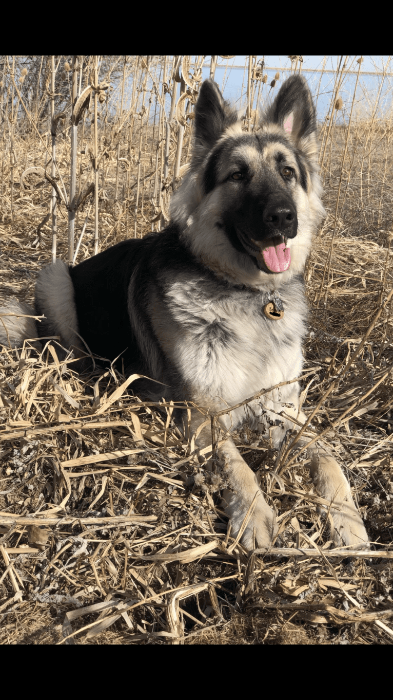 Pike’s Luther Beasley v. Zion, a Shiloh Shepherd tested with EmbarkVet.com