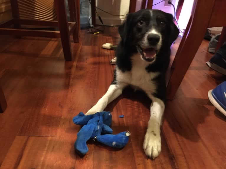 Happ, an Australian Shepherd and Border Collie mix tested with EmbarkVet.com