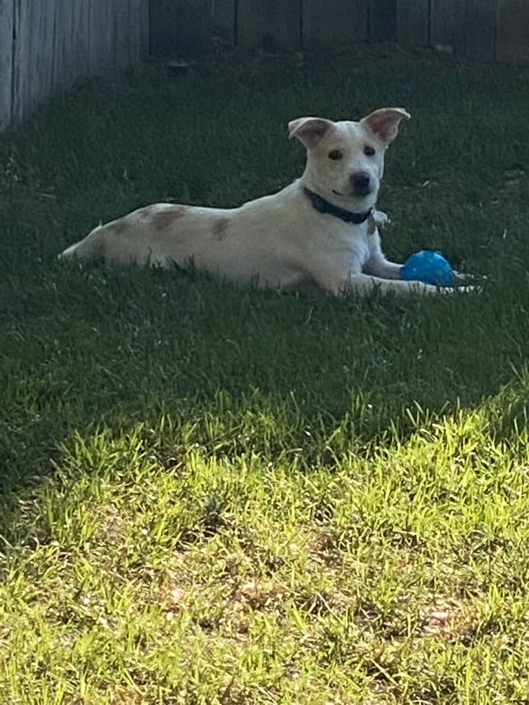 Comet, a Chow Chow and German Shepherd Dog mix tested with EmbarkVet.com