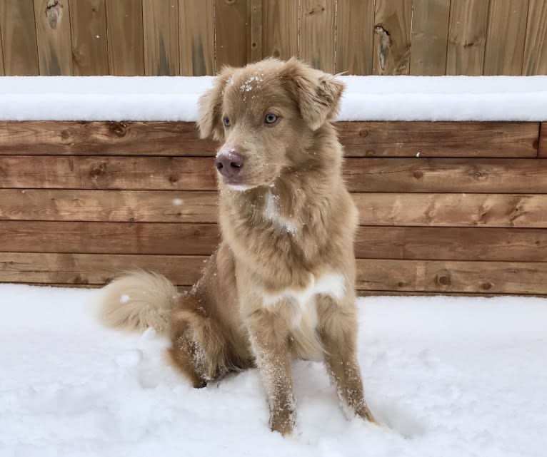 Kodiak, a Nova Scotia Duck Tolling Retriever tested with EmbarkVet.com