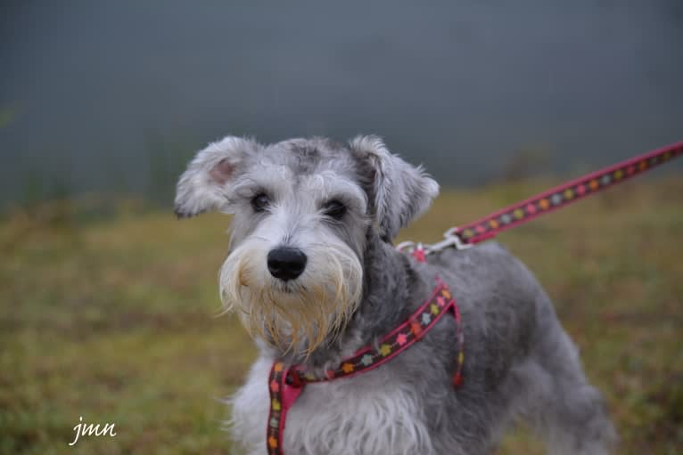 SPARTA, a Miniature Schnauzer tested with EmbarkVet.com