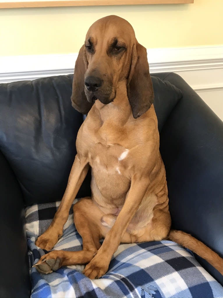 Rusty, a Bloodhound tested with EmbarkVet.com
