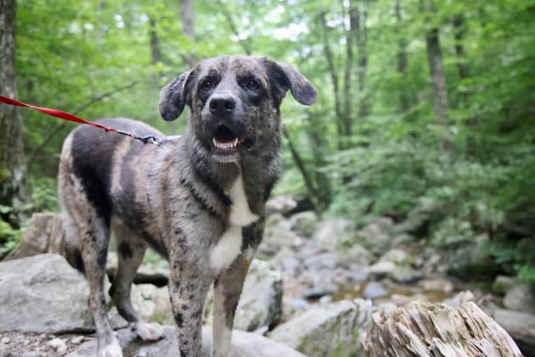 Tiller, a Great Pyrenees and German Shepherd Dog mix tested with EmbarkVet.com